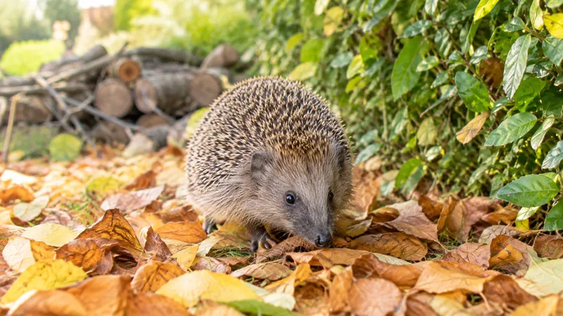Un hérisson d'Europe trottine sur un tapis de feuilles mortes au pied d'une haie, dans un jardin en automne