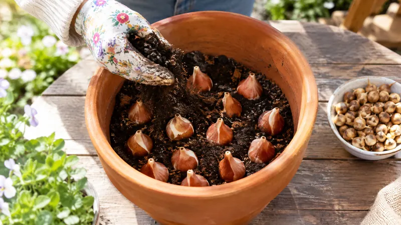 Une main gantée verse du terreau sur des bulbes de tulipes, pointe en haut, dans un pot en terre cuite, à côté d'un bol de cormes de crocus
