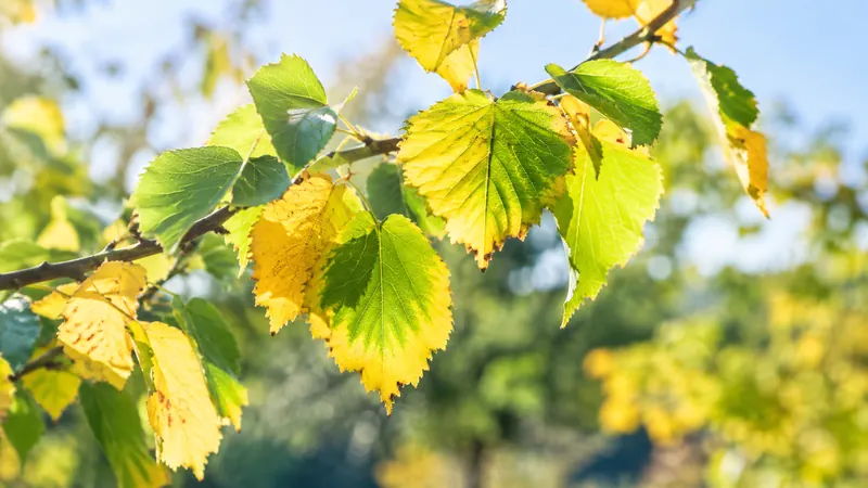 Rameau à contre-jour aux feuilles mi-vertes, mi-jaunes : le jaune gagne par les bords, le vert se replie le long des nervures