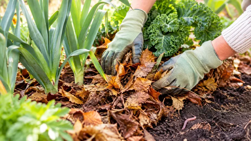 Des mains gantées étalent des feuilles mortes au pied de poireaux et d'un chou kale, sur une terre sombre où passe un ver de terre