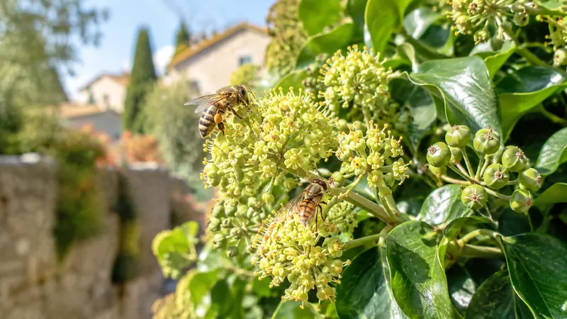 Gros plan sur des ombelles de fleurs de lierre jaune-vert visitées par une abeille et un syrphe sous le soleil d'octobre